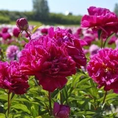 Paeonia Fiona - Duble Katlı Ağaç Şakayık İthal - Fuşya (Gönderilecek ürün 15 lik pottat dikilmiş ve filizlenmiş)