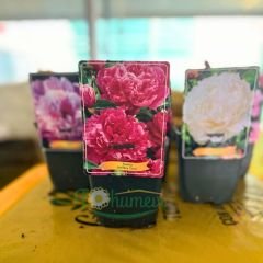 Paeonia Fiona - Duble Katlı Ağaç Şakayık İthal - Fuşya (Gönderilecek ürün 15 lik pottat dikilmiş ve filizlenmiş)
