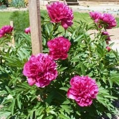 Paeonia Fiona - Duble Katlı Ağaç Şakayık İthal - Fuşya (Gönderilecek ürün 15 lik pottat dikilmiş ve filizlenmiş)