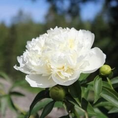 Paeonia Gardenia - Duble Katlı Ağaç Şakayık İthal - Fil Dişi (Gönderilecek ürün 15 lik pottat dikilmiş ve filizlenmiş)
