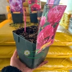 Paeonia Gardenia - Duble Katlı Ağaç Şakayık İthal - Fil Dişi (Gönderilecek ürün 15 lik pottat dikilmiş ve filizlenmiş)