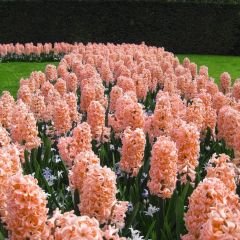 Gipsy Queen Sümbül Soğanı Turuncu - Hyacinthus