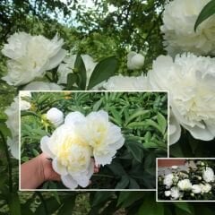 Paeonia Gardenia - Duble Katlı Ağaç Şakayık İthal - Fil Dişi (Gönderilecek ürün 15 lik pottat dikilmiş ve filizlenmiş)