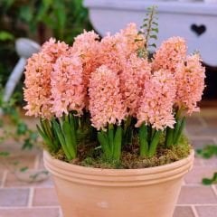 Gipsy Queen Sümbül Soğanı Turuncu - Hyacinthus