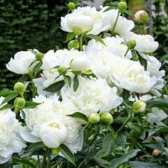 Paeonia Gardenia - Duble Katlı Ağaç Şakayık İthal - Fil Dişi (Gönderilecek ürün 15 lik pottat dikilmiş ve filizlenmiş)