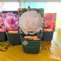Paeonia Gardenia - Duble Katlı Ağaç Şakayık İthal - Fil Dişi (Gönderilecek ürün 15 lik pottat dikilmiş ve filizlenmiş)