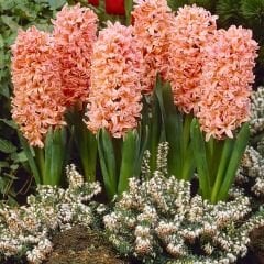 Gipsy Queen Sümbül Soğanı Turuncu - Hyacinthus