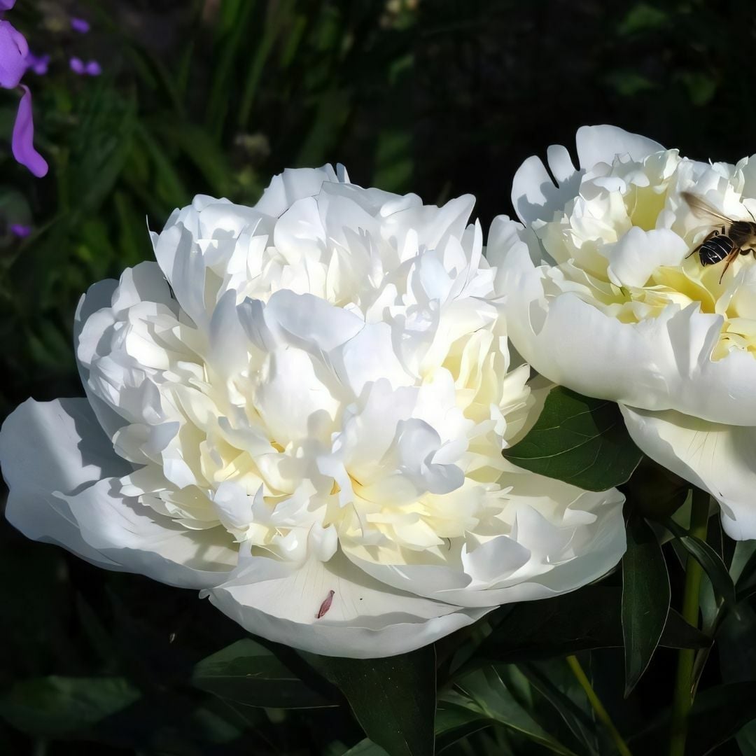 Paeonia Gardenia - Duble Katlı Ağaç Şakayık İthal - Fil Dişi (Gönderilecek ürün 15 lik pottat dikilmiş ve filizlenmiş)