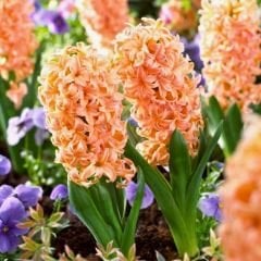 Gipsy Queen Sümbül Soğanı Turuncu - Hyacinthus
