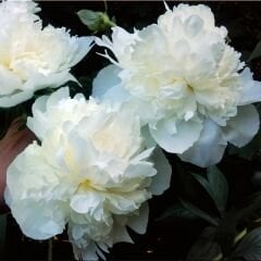Paeonia Gardenia - Duble Katlı Ağaç Şakayık İthal - Fil Dişi (Gönderilecek ürün 15 lik pottat dikilmiş ve filizlenmiş)