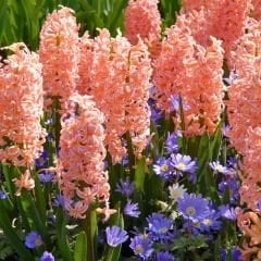 Gipsy Queen Sümbül Soğanı Turuncu - Hyacinthus