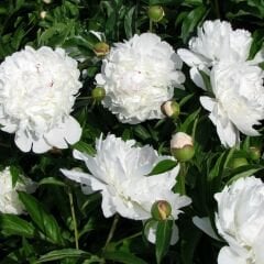 Paeonia Gardenia - Duble Katlı Ağaç Şakayık İthal - Fil Dişi (Gönderilecek ürün 15 lik pottat dikilmiş ve filizlenmiş)