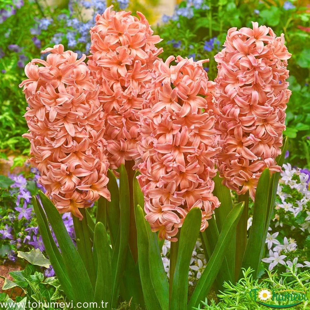 Gipsy Queen Sümbül Soğanı Turuncu - Hyacinthus