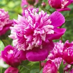 Paeonia Madame Furtado - Duble Katlı Ağaç Şakayık İthal - Fuşya Ebruli (Gönderilecek ürün 11 lik pottat dikilmiş ve filizlenmiş)