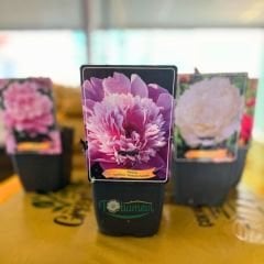 Paeonia Madame Furtado - Duble Katlı Ağaç Şakayık İthal - Fuşya Ebruli (Gönderilecek ürün 11 lik pottat dikilmiş ve filizlenmiş)