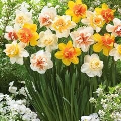 Duble Nergis Soğanı Karışık Renk – Double Narcissus Mix