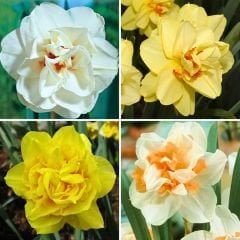 Duble Nergis Soğanı Karışık Renk – Double Narcissus Mix