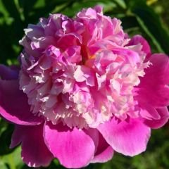 Paeonia Madame Furtado - Duble Katlı Ağaç Şakayık İthal - Fuşya Ebruli (Gönderilecek ürün 11 lik pottat dikilmiş ve filizlenmiş)