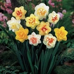 Duble Nergis Soğanı Karışık Renk – Double Narcissus Mix
