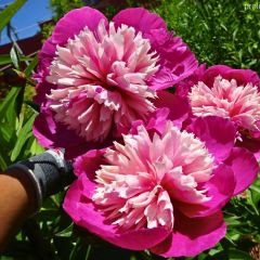 Paeonia Madame Furtado - Duble Katlı Ağaç Şakayık İthal - Fuşya Ebruli (Gönderilecek ürün 11 lik pottat dikilmiş ve filizlenmiş)