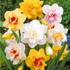 Duble Nergis Soğanı Karışık Renk – Double Narcissus Mix