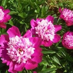 Paeonia Madame Furtado - Duble Katlı Ağaç Şakayık İthal - Fuşya Ebruli (Gönderilecek ürün 11 lik pottat dikilmiş ve filizlenmiş)