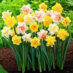 Duble Nergis Soğanı Karışık Renk – Double Narcissus Mix