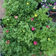 Düğün Çiçeği (Ranunculus) – 1 kasa (12 cm Saksıda 15 adet)