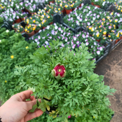 Düğün Çiçeği (Ranunculus) – 1 kasa (12 cm Saksıda 15 adet)