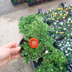 Düğün Çiçeği (Ranunculus) – 1 kasa (12 cm Saksıda 15 adet)