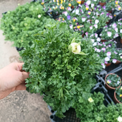 Düğün Çiçeği (Ranunculus) – 1 kasa (12 cm Saksıda 15 adet)