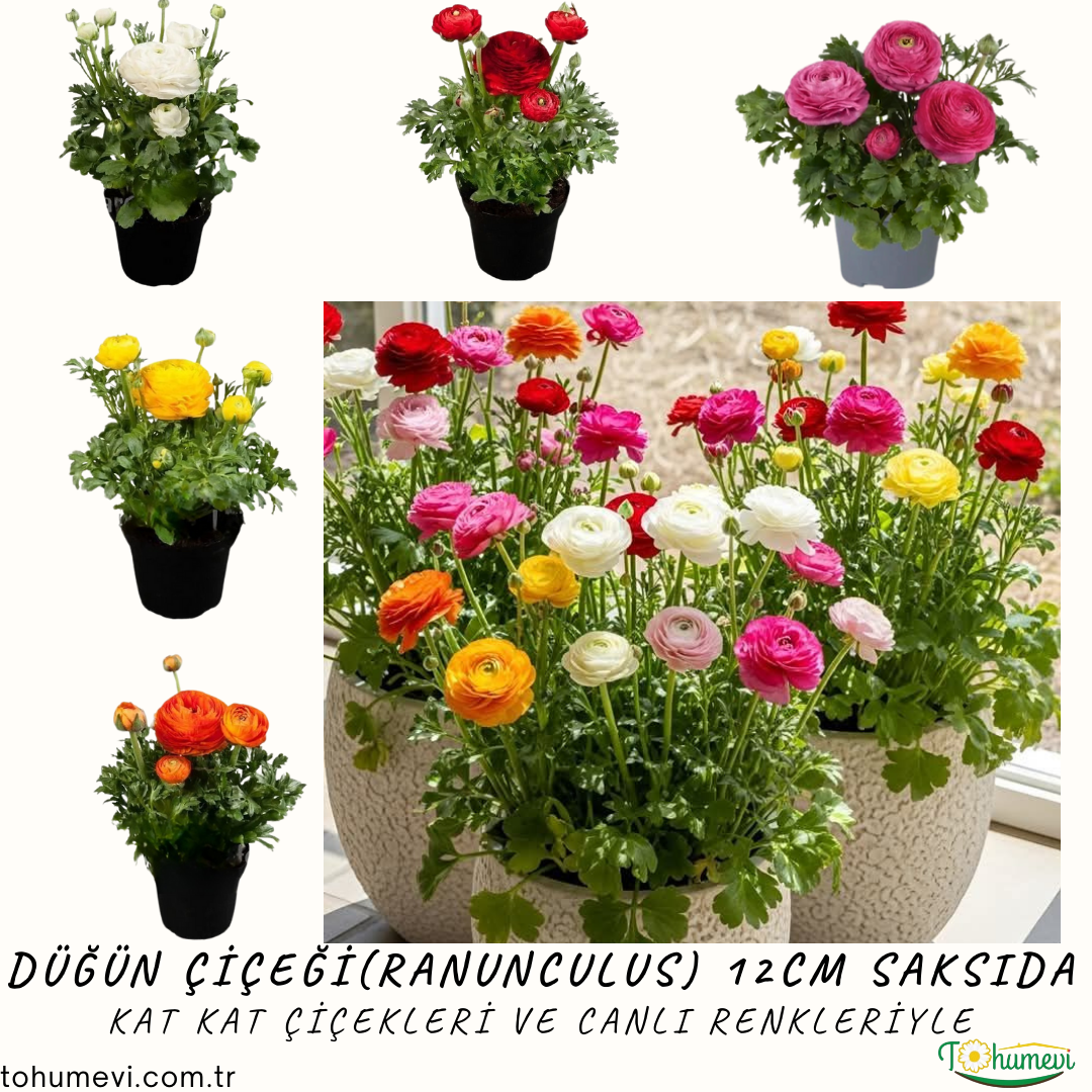 Düğün Çiçeği (Ranunculus) – 1 kasa (12 cm Saksıda 15 adet)