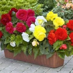 Begonia Knolbegonya Double Soğanı İthal - Gül begonya Çiçeği Katlı - Mix Paket