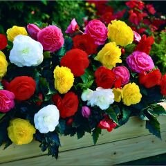 Begonia Knolbegonya Double Soğanı İthal - Gül begonya Çiçeği Katlı - Mix Paket