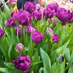 ﻿Double Negrita Lale Soğanı – Tulipa