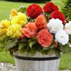 Begonia Knolbegonya Double Soğanı İthal - Gül begonya Çiçeği Katlı - Mix Paket