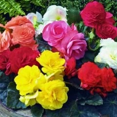 Begonia Knolbegonya Double Soğanı İthal - Gül begonya Çiçeği Katlı - Mix Paket