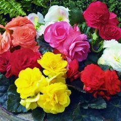 Begonia Knolbegonya Double Soğanı İthal - Gül begonya Çiçeği Katlı - Mix Paket