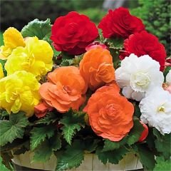 Begonia Knolbegonya Double Soğanı İthal - Gül begonya Çiçeği Katlı - Mix Paket