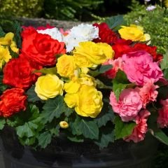 Begonia Knolbegonya Double Soğanı İthal - Gül begonya Çiçeği Katlı - Mix Paket