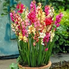 Ixia Çiçeği Soğanı - Mısır Zambağı - Mix