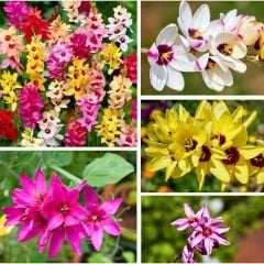 Ixia Çiçeği Soğanı - Mısır Zambağı - Mix