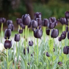 Quin of night Lale Soğanı – Tulipa