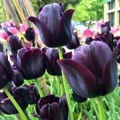 Quin of night Lale Soğanı – Tulipa