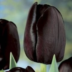 Quin of night Lale Soğanı – Tulipa
