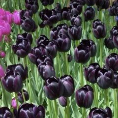 Quin of night Lale Soğanı – Tulipa