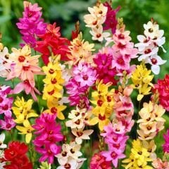 Ixia Çiçeği Soğanı - Mısır Zambağı - Mix