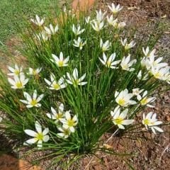 Zephyranthes candida Soğanı İthal - Zıp Çıktı - Beyaz Yağmur Damlası