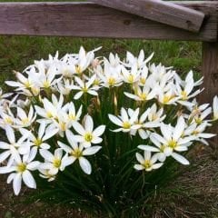 Zephyranthes candida Soğanı İthal - Zıp Çıktı - Beyaz Yağmur Damlası