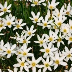 Zephyranthes candida Soğanı İthal - Zıp Çıktı - Beyaz Yağmur Damlası